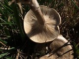 Rhodocybe popinalis image