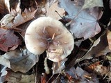 Lactarius mucidus var. fuscogriseus image