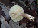 Lactarius mucidus image
