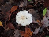 Tricholoma subresplendens image