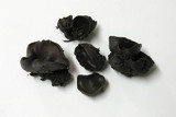 Peziza violacea image