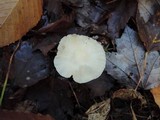 Cuphophyllus virgineus image