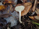 Cuphophyllus virgineus image