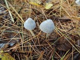 Mycena griseoviridis image