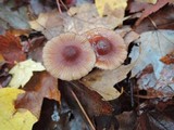Mycena sanguinolenta image