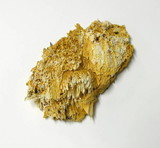 Pycnoporellus alboluteus image