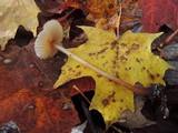 Mycena sanguinolenta image