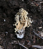 Ramaria rasilispora image