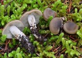 Lyophyllum semitale image