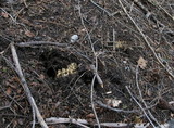 Ramaria rasilispora image