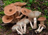 Armillaria solidipes image