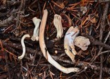 Clavariadelphus subfastigiatus image