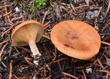 Clitocybe sinopica image