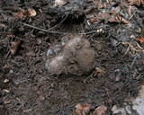 Sarcosphaera coronaria image