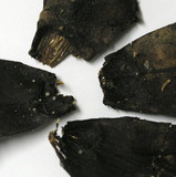 Strobilurus diminutivus image