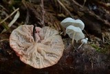 Hemimycena candida image