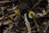 Mycena citrinomarginata image