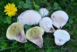 Lycoperdon pratense image