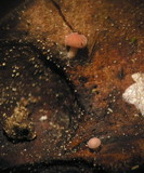 Strobilurus diminutivus image