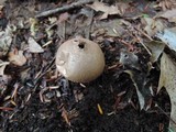 Lycoperdon americanum image