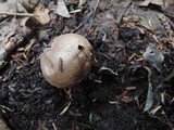 Lycoperdon americanum image