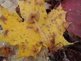 Mycena sanguinolenta image