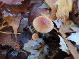 Mycena sanguinolenta image