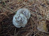 Tricholoma portentosum image