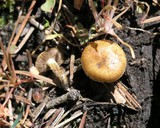 Pholiota highlandensis image