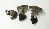 Tricholoma moseri image