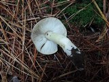 Tricholoma portentosum image