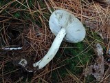 Tricholoma portentosum image
