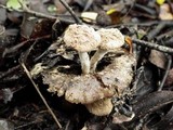 Asterophora lycoperdoides image