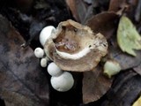 Asterophora lycoperdoides image