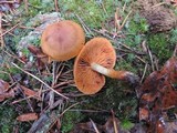 Cortinarius cinnamomeus image