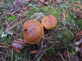 Cortinarius cinnamomeus image