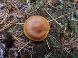 Cortinarius cinnamomeus image