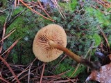 Cortinarius cinnamomeus image