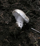 Tricholoma vernaticum image