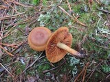 Cortinarius cinnamomeus image