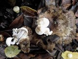 Asterophora lycoperdoides image