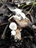 Asterophora lycoperdoides image