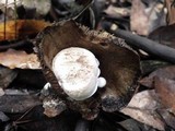 Asterophora lycoperdoides image