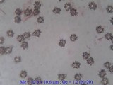 Asterophora lycoperdoides image