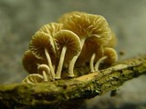 Marasmiellus ramealis image