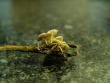 Marasmiellus ramealis image