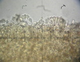 Crepidotus applanatus image