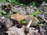 Inocybe cookei image