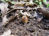 Inocybe cookei image