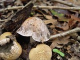 Hebeloma hiemale image